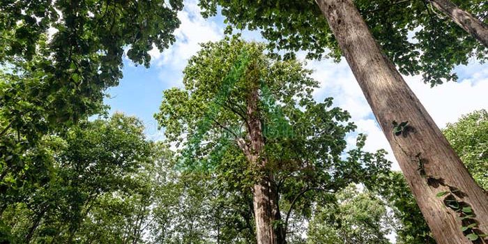 انواع چوب ساج انواع چوب ساج