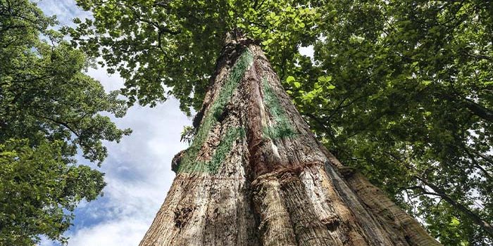 چوب درخت ساج چوب درخت ساج